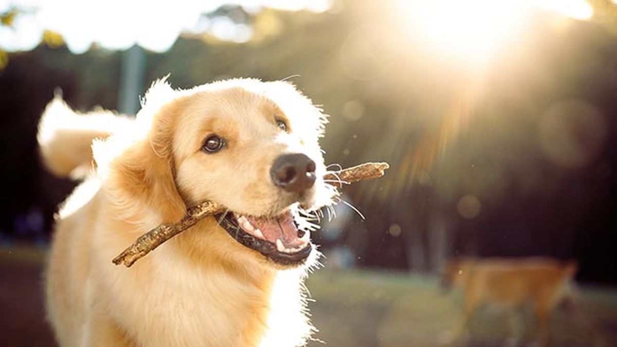 golden retriever