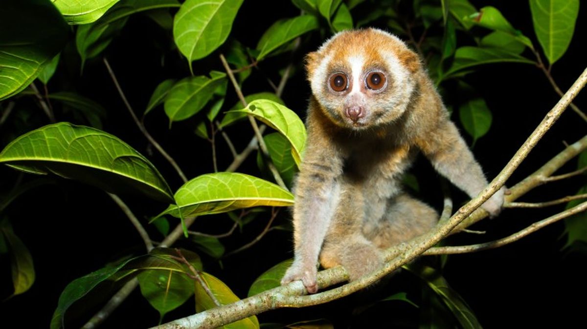 mamiferos venenosos loris