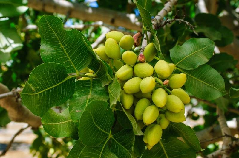 Controla bien los riegos del árbol de pistacho.