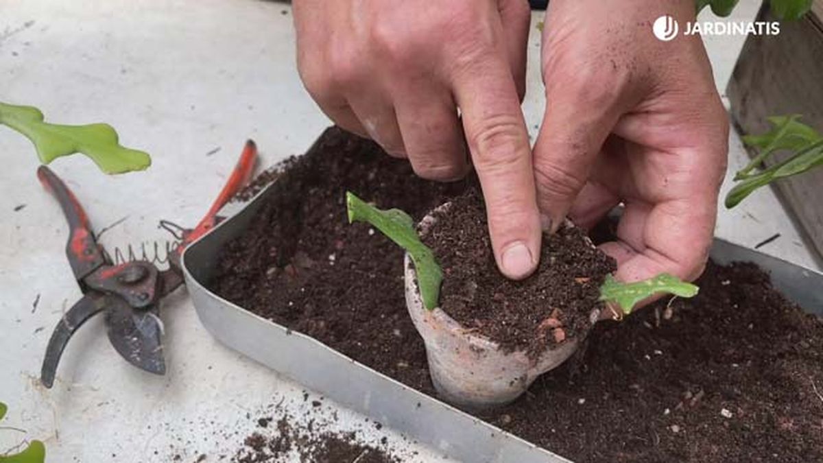 como reproducir por esqueje el cactus raspa de pescado epiphyllum anguliger jardinatis 18