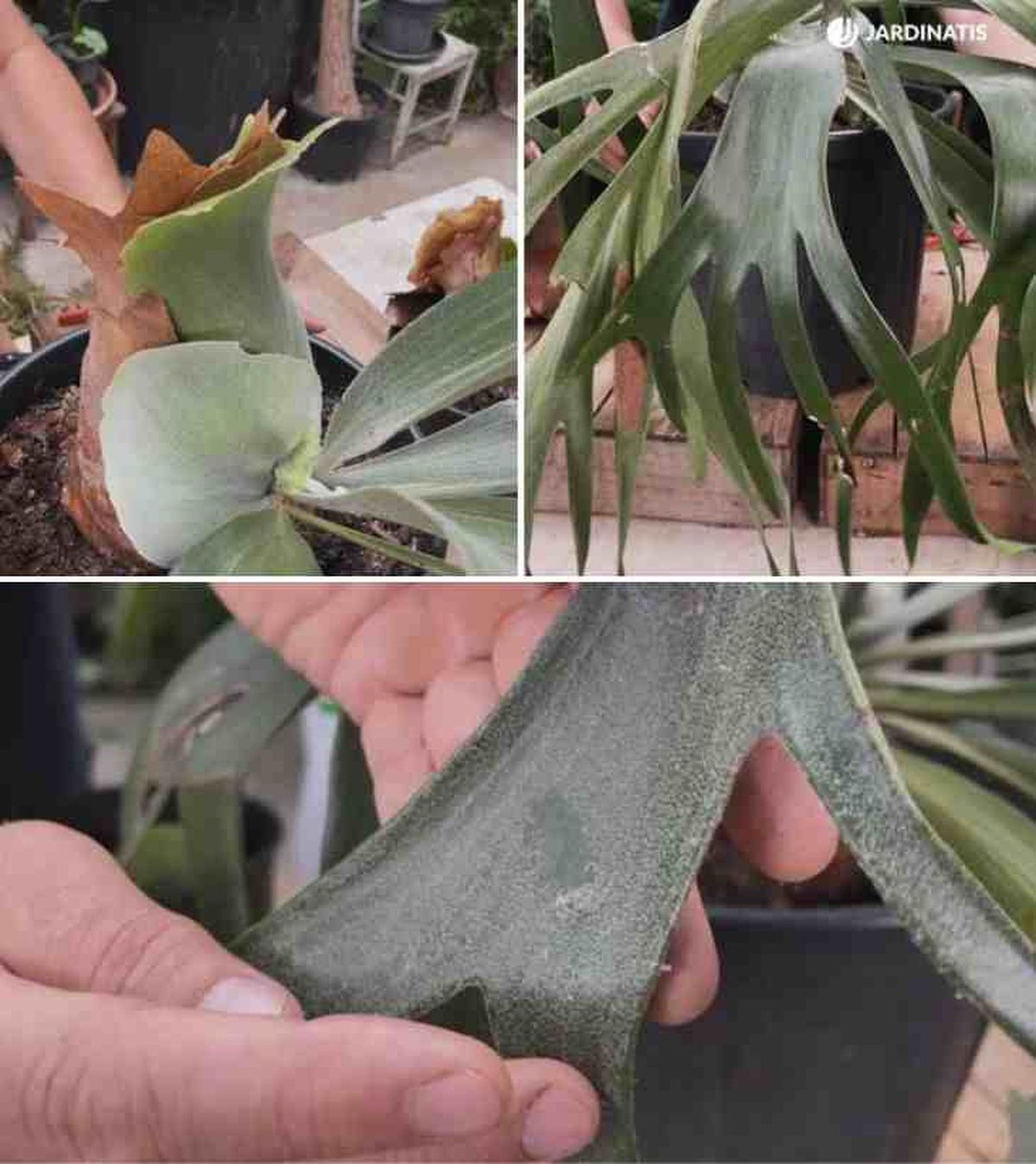 tipos de hojas del helecho cuerno de alce platycerium bifurcatum 21 15