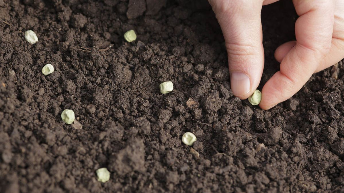 sembrar guisantes noviembre huerta