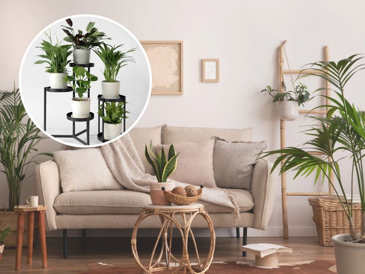El pack de H&M de plantas purificadores del aire es ideal para el hogar.