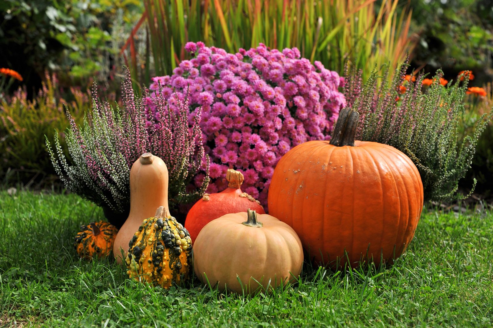 variedades de calabazas crisantemos