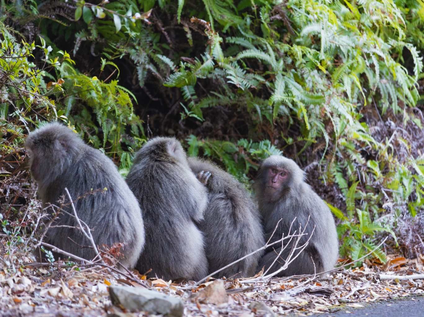 Macacos.