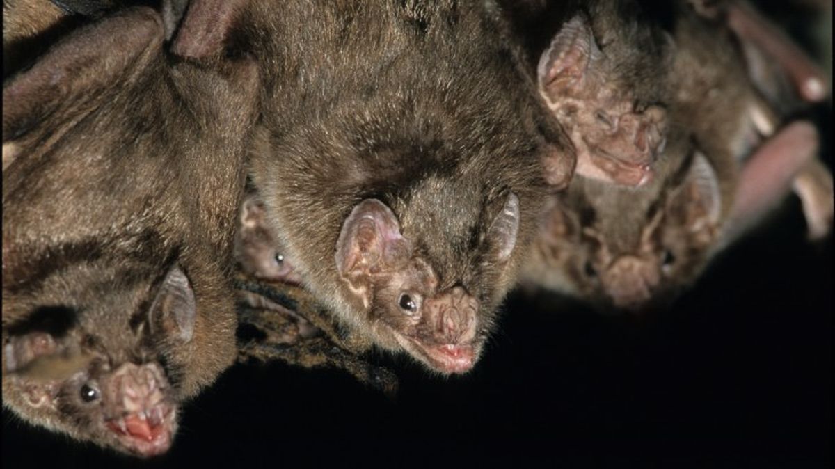 mamiferos venenosos 2