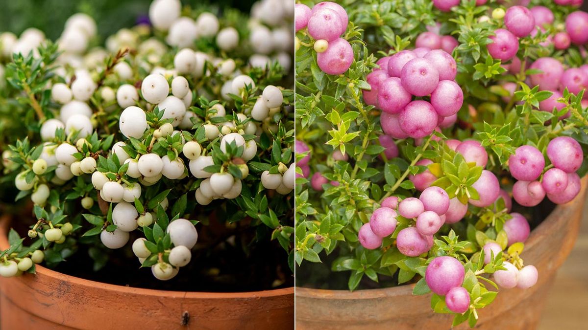 pernetia arbusto bayas decorativas