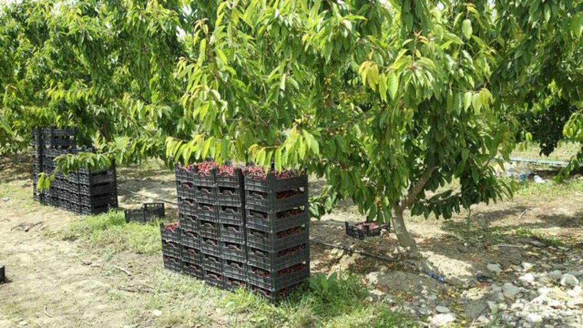 cosecha de cerezas