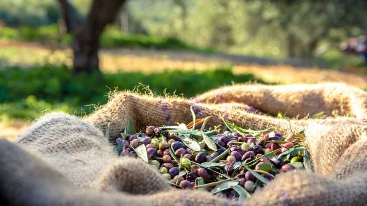 aceitunas frescas cosechadas