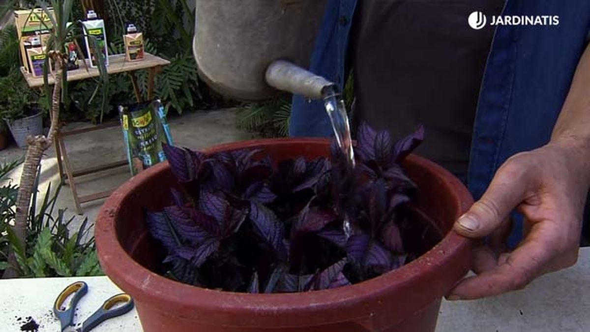 como hacer esquejes de planta escudo persa brico 884