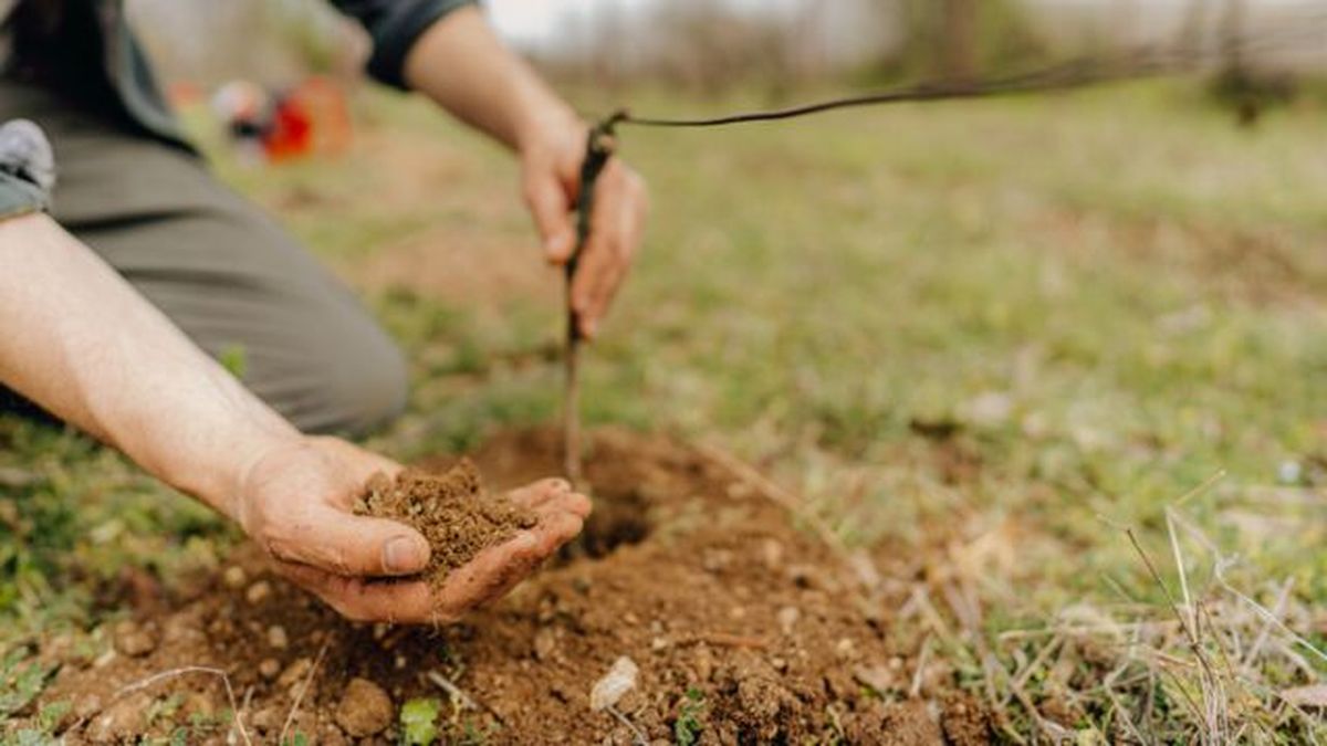 como plantar una parra paso a paso