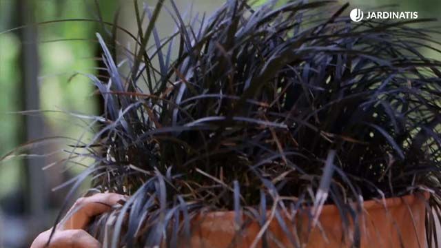 ophiopogon planiscapus nigrescens brico 916