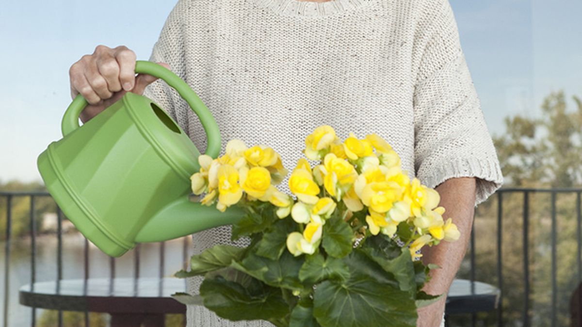como regar las begonias de forma correcta