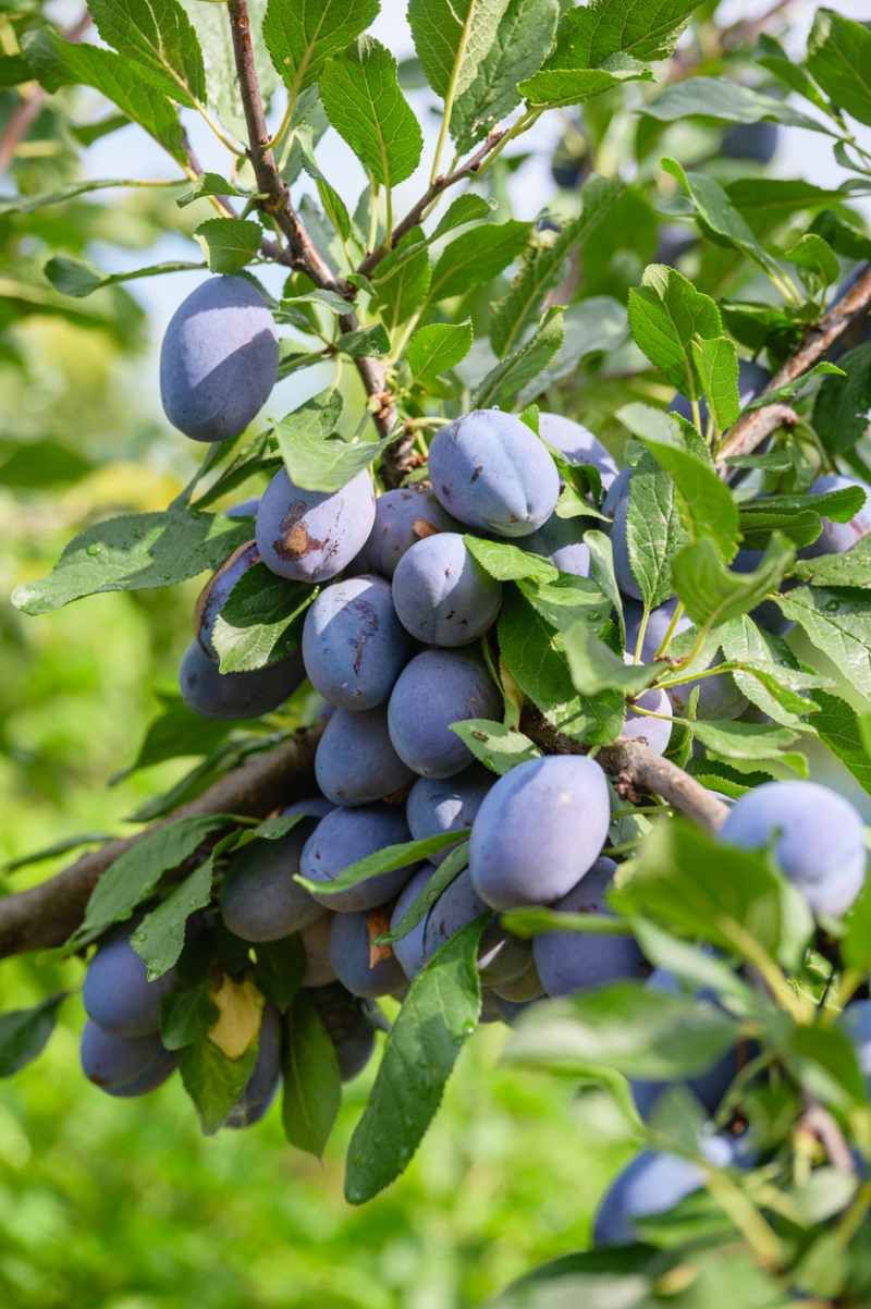 La poda del ciruelo es clave para mejorar la calidad de sus frutos.
