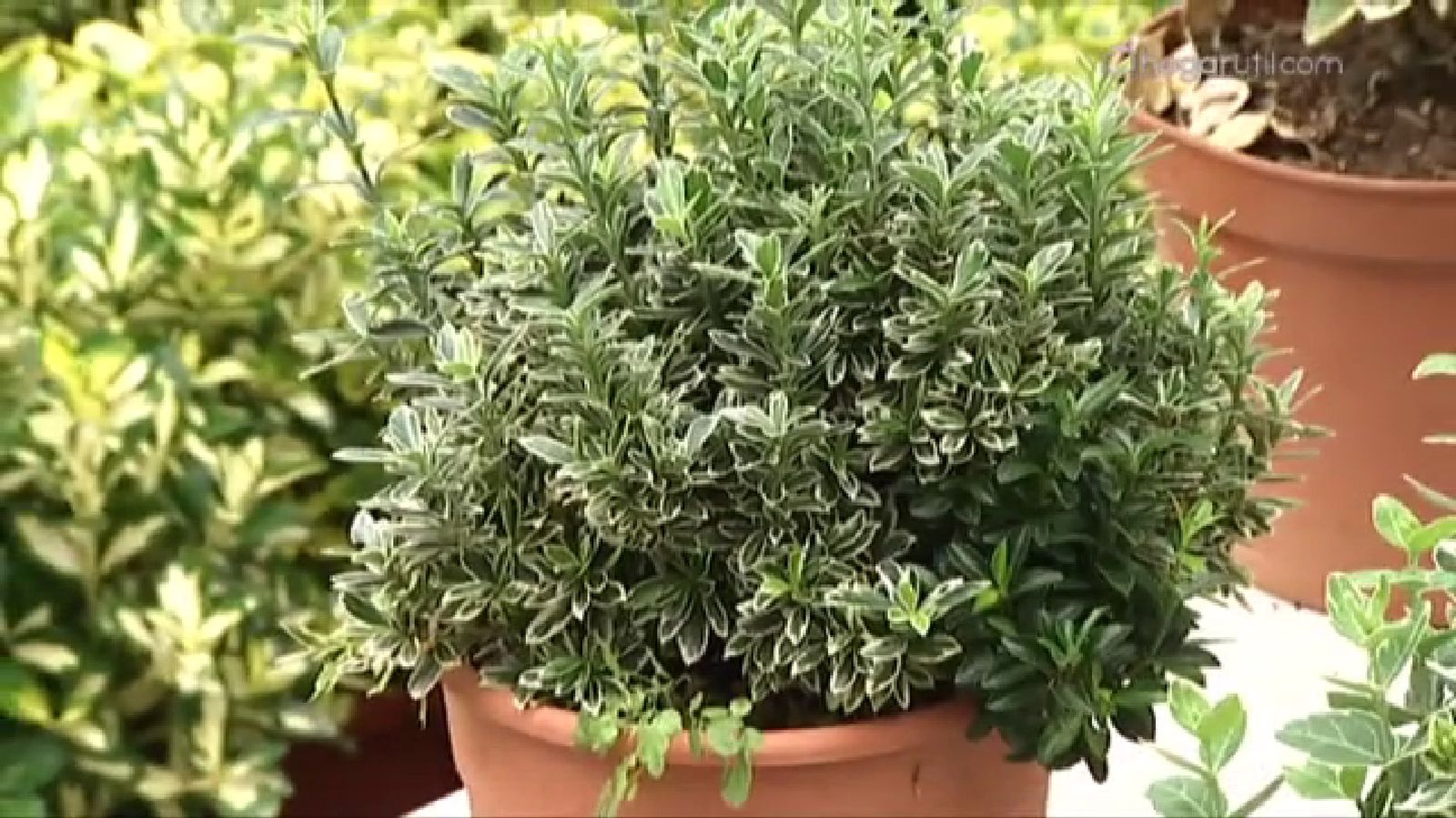 Euonymus pulchellus blanco