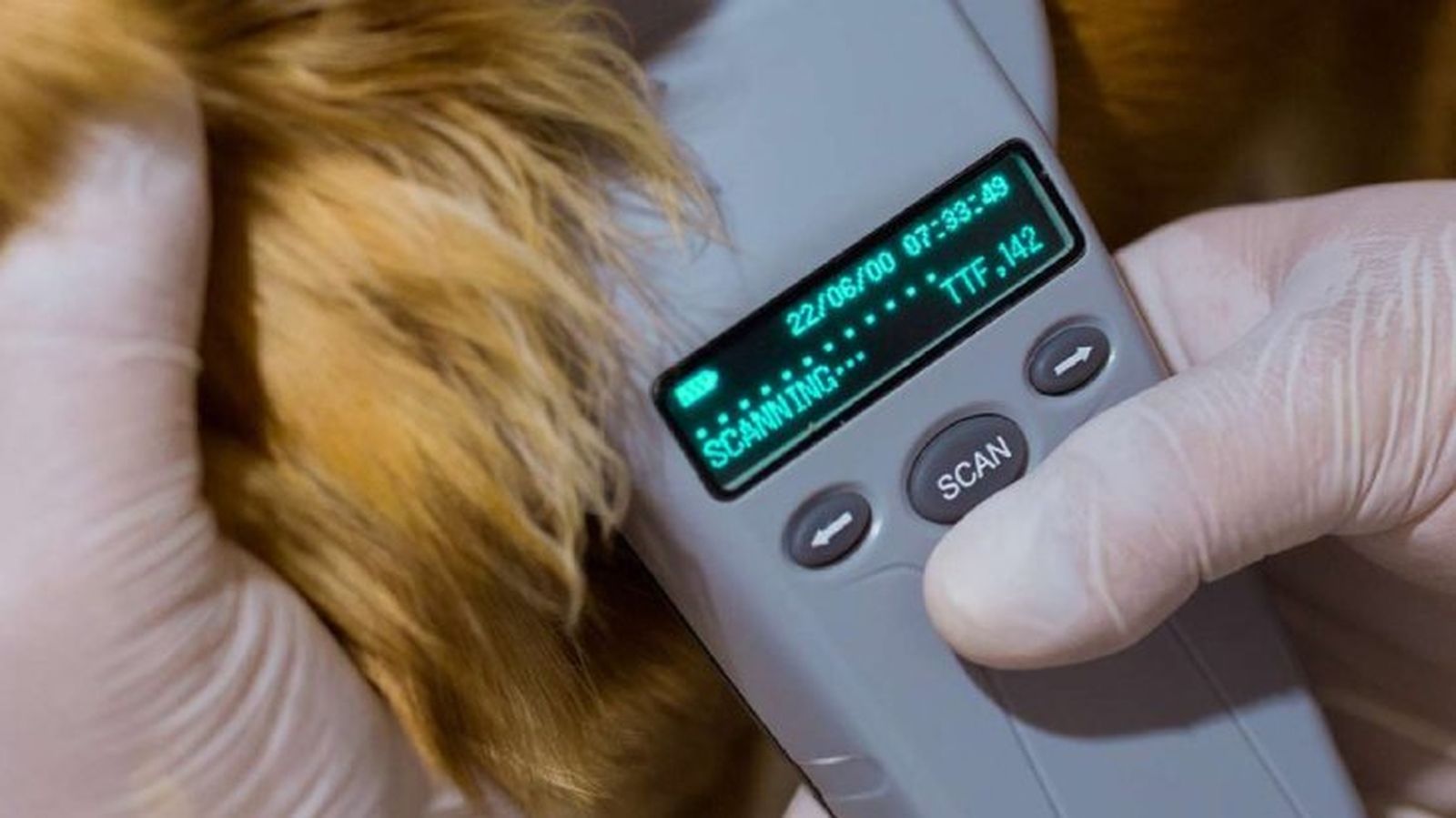 microchip para perros 5