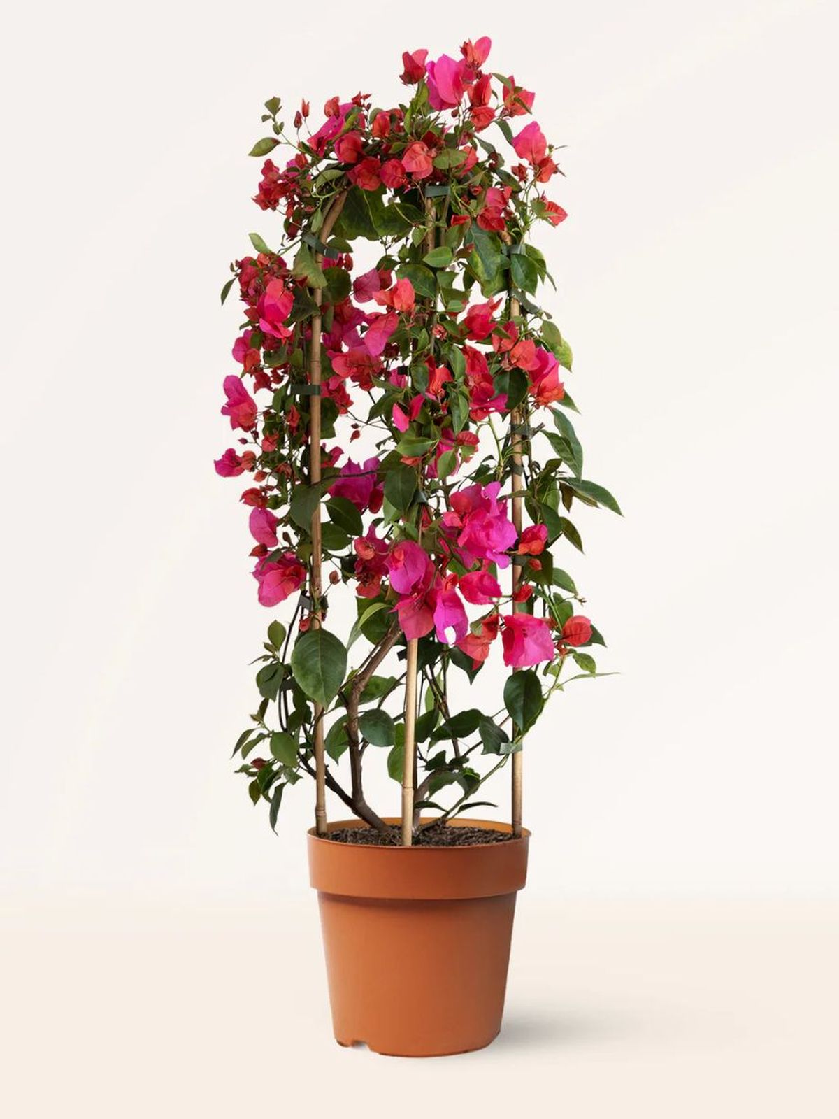 buganvilla aprilplants