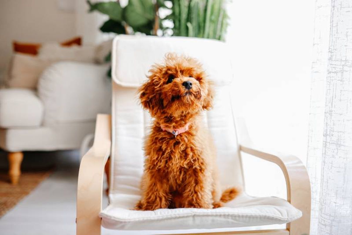 En un hotel para perros tu mascota se sentirá como en casa