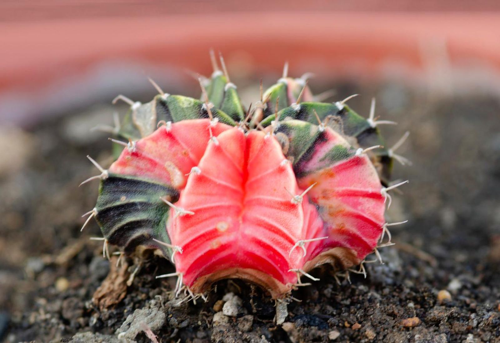 Gymnocalycium mihanovichii