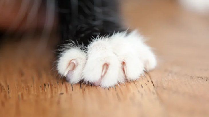como cortarle las unas a un gato 2