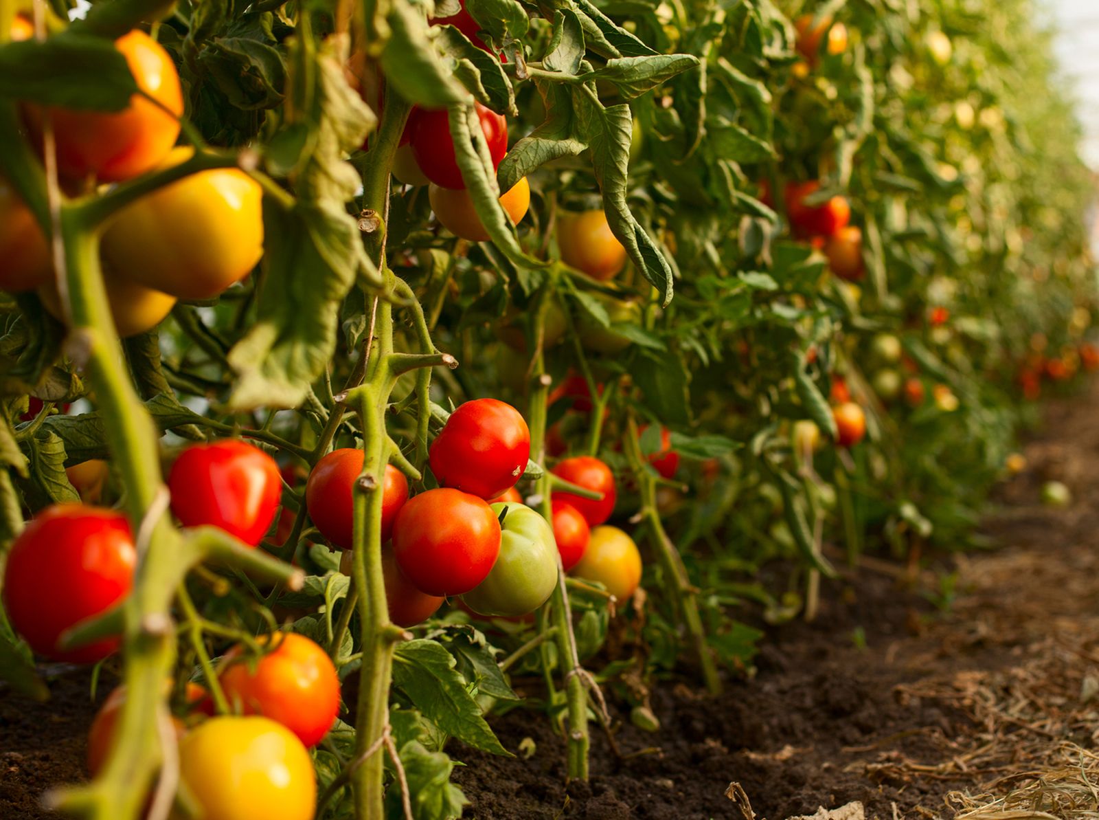 tomates
