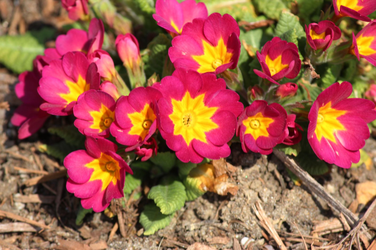 primula obconica bien