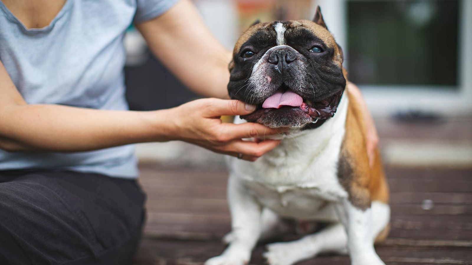 diabetes perros portada