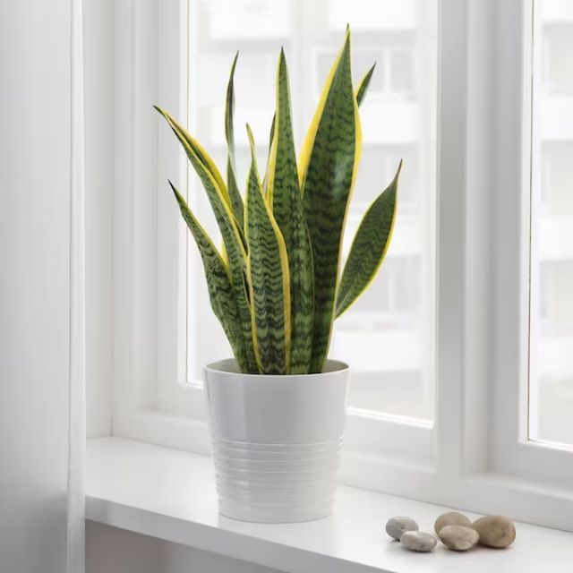 sansevieria ikea