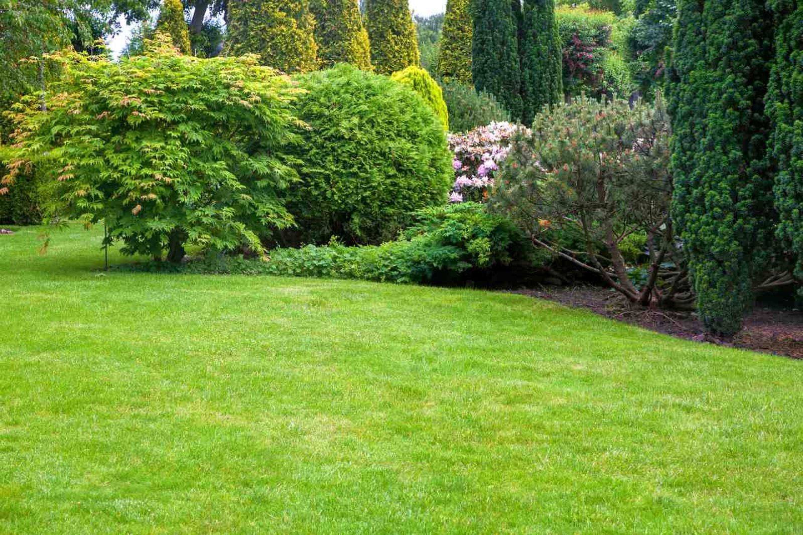 El término plantas leñosas incluye a árboles, arbustos y matorrales.