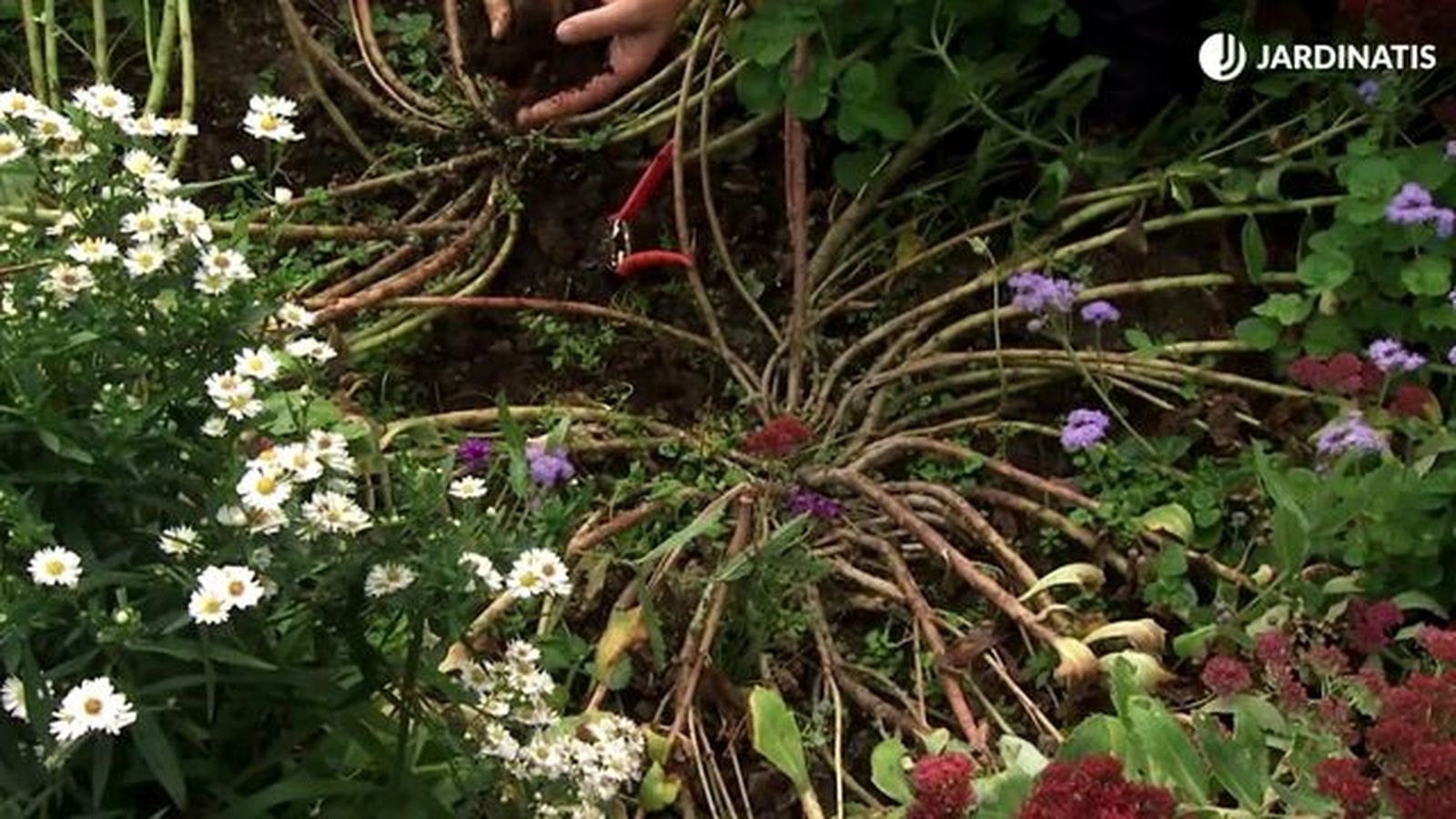 deco 747 jardineria no abonar el sedum spectabile