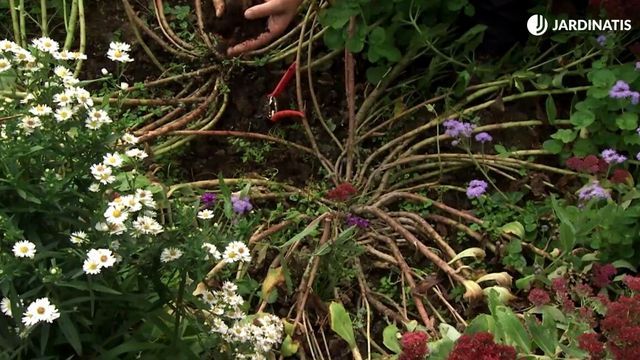 deco 747 jardineria no abonar el sedum spectabile