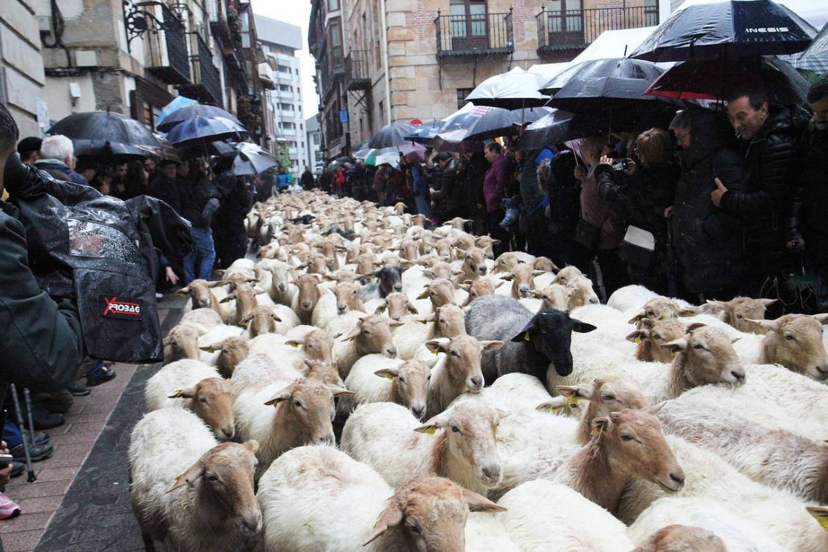 Miles de ovejas pasan por las calles de Ordizia en homenaje a la transhumancia