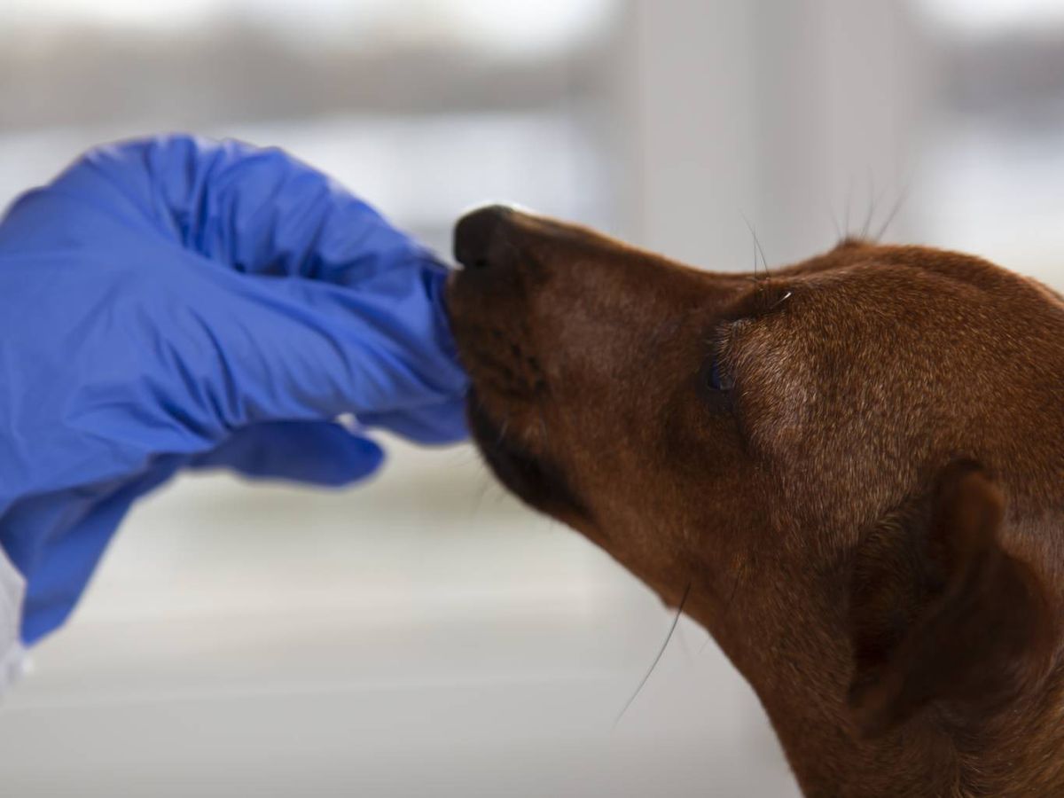 No todas las infecciones intestinales son iguales ni se tratan de la misma manera.