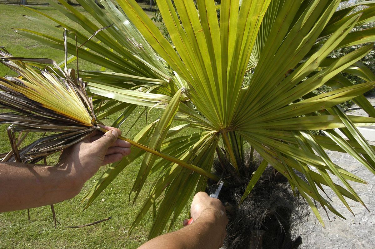 Trasplante de palmera en maceta paso 6