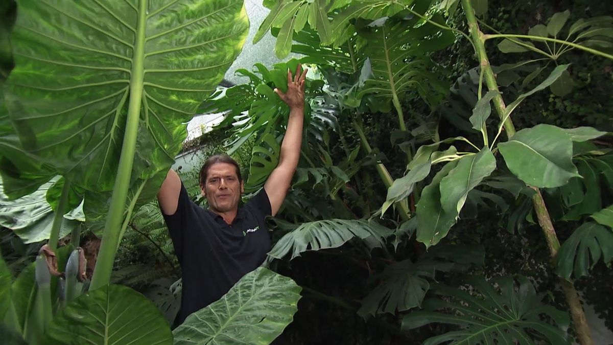 deco 781 jardin costilla de adan monstera deliciosa tamano