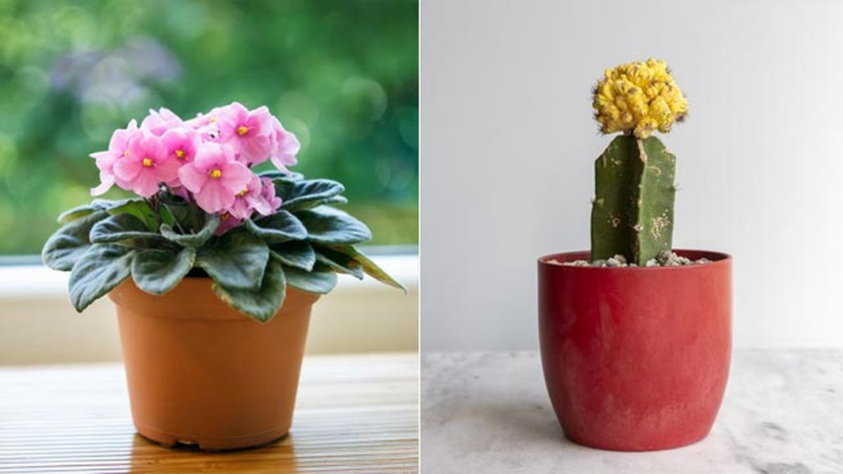 violeta africana cactus injertado plantas pisos pequenos