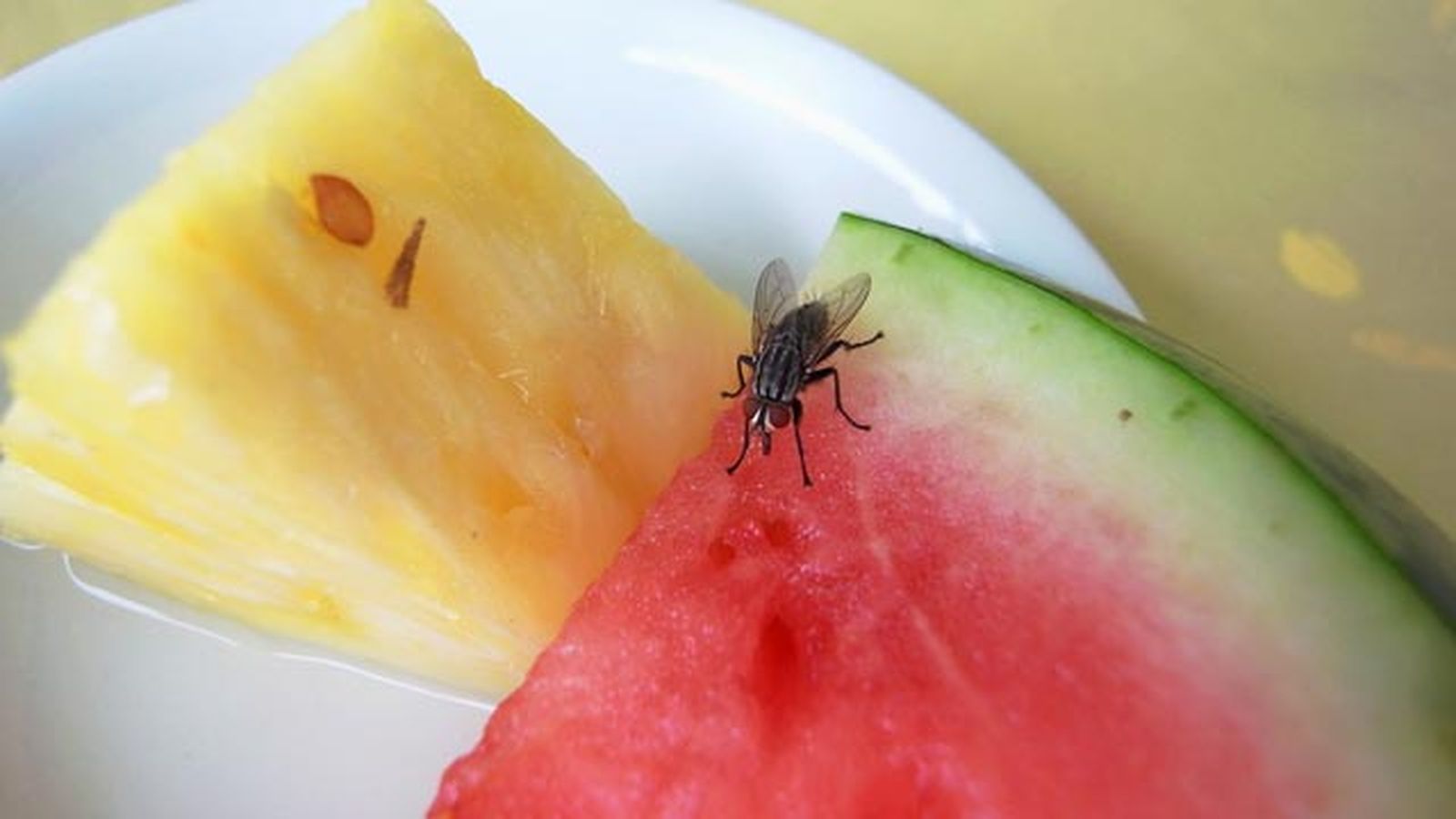 como eliminar los gusanos blancos de la cocina larvas moscas