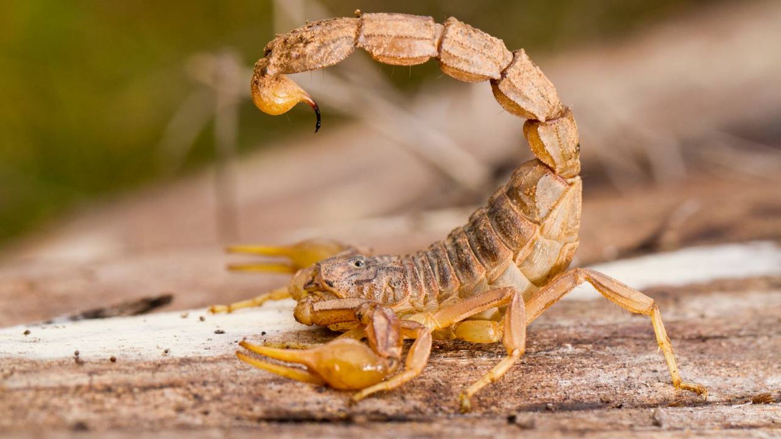 escorpion como mascota xl