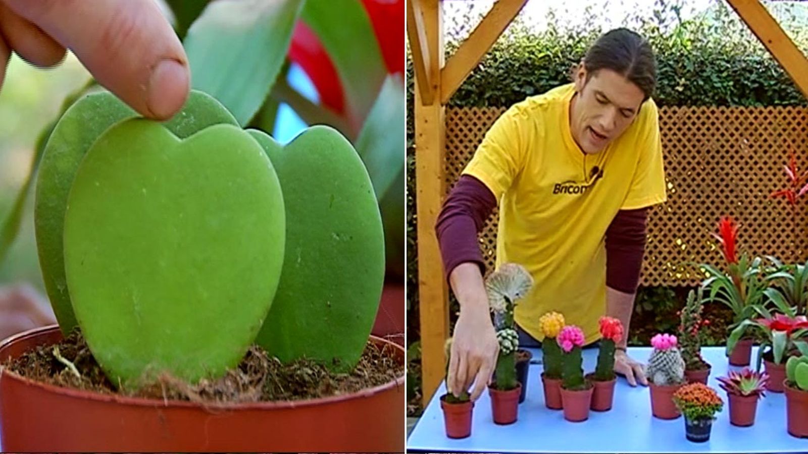 plantas pequenas vestir la mesa xl