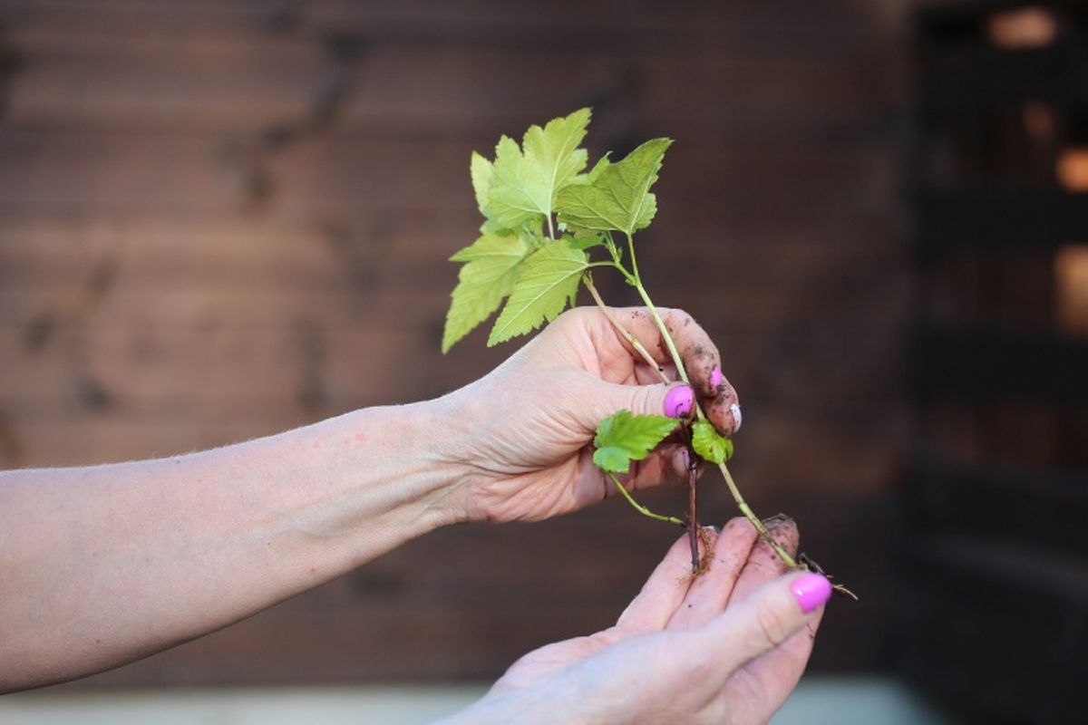 Es una técnica sencilla que no requiere mucho equipo ni herramientas