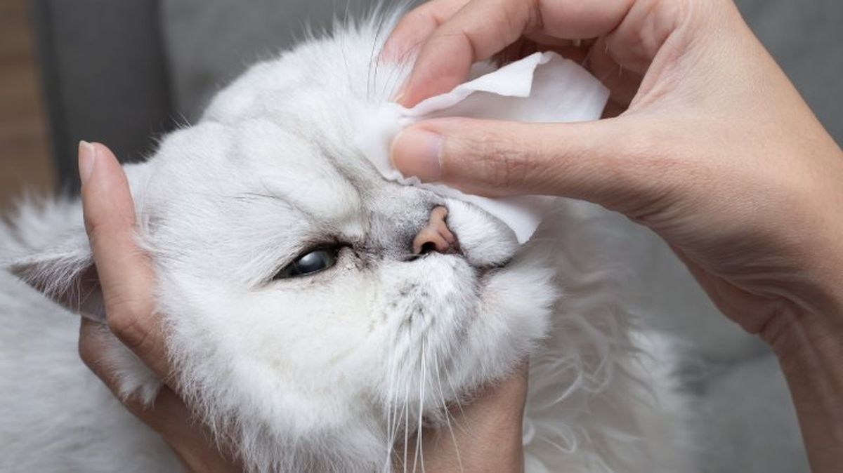 cuidados de los ojos de un gato 4