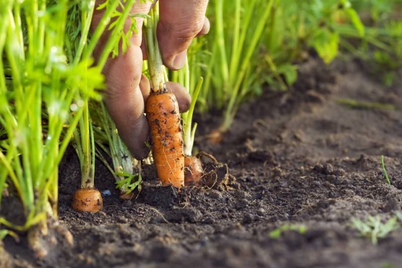 a zanahoria es un cultivo fácil de cultivar que se adapta bien al suelo suelto y húmedo