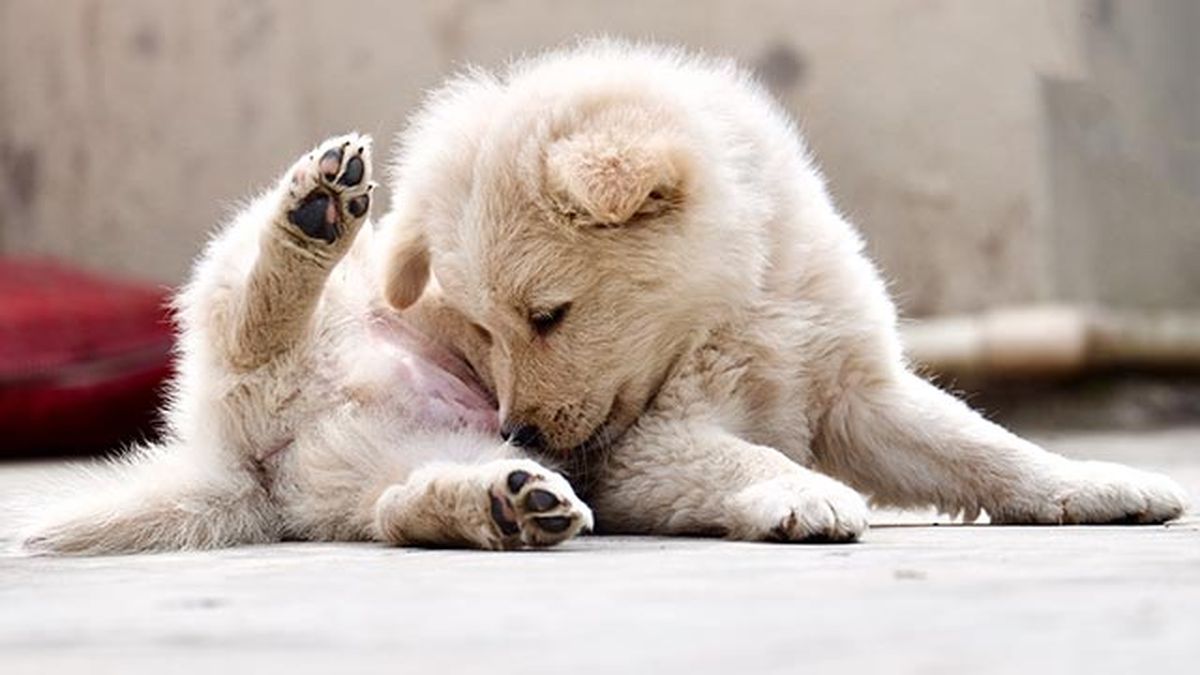 sarna perros cachorro