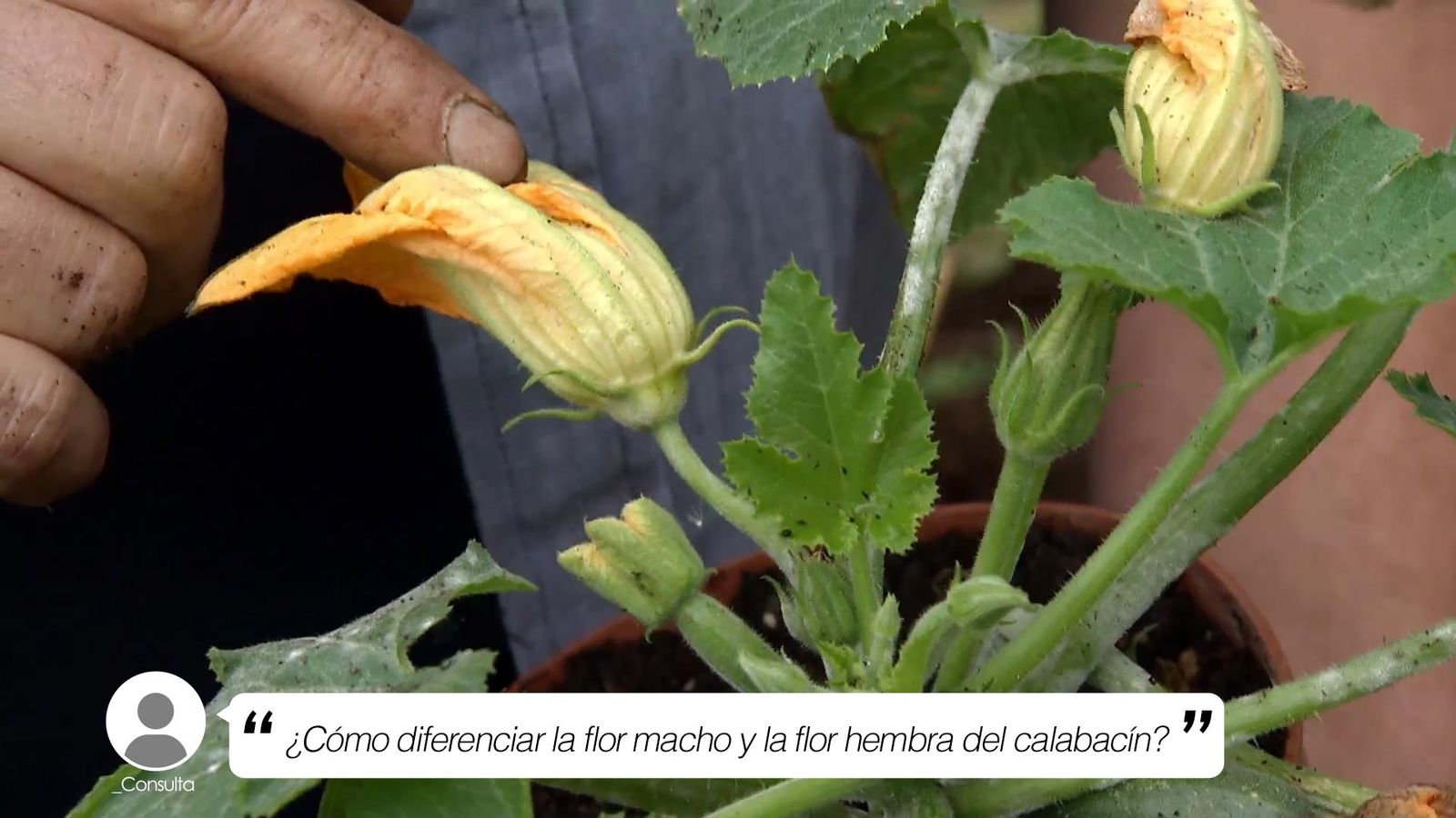 diferenciar flor macho flor hembra calabacin