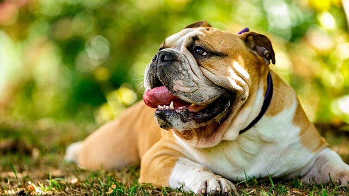 bulldog ingles
