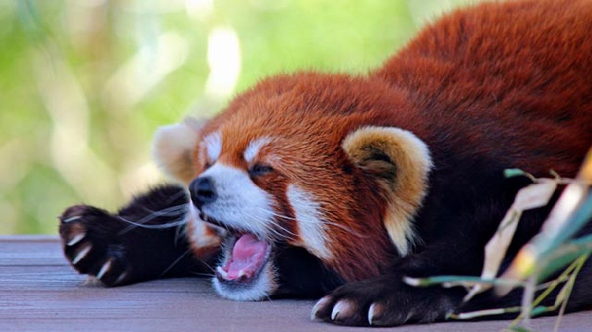 Panda rojo bostezando