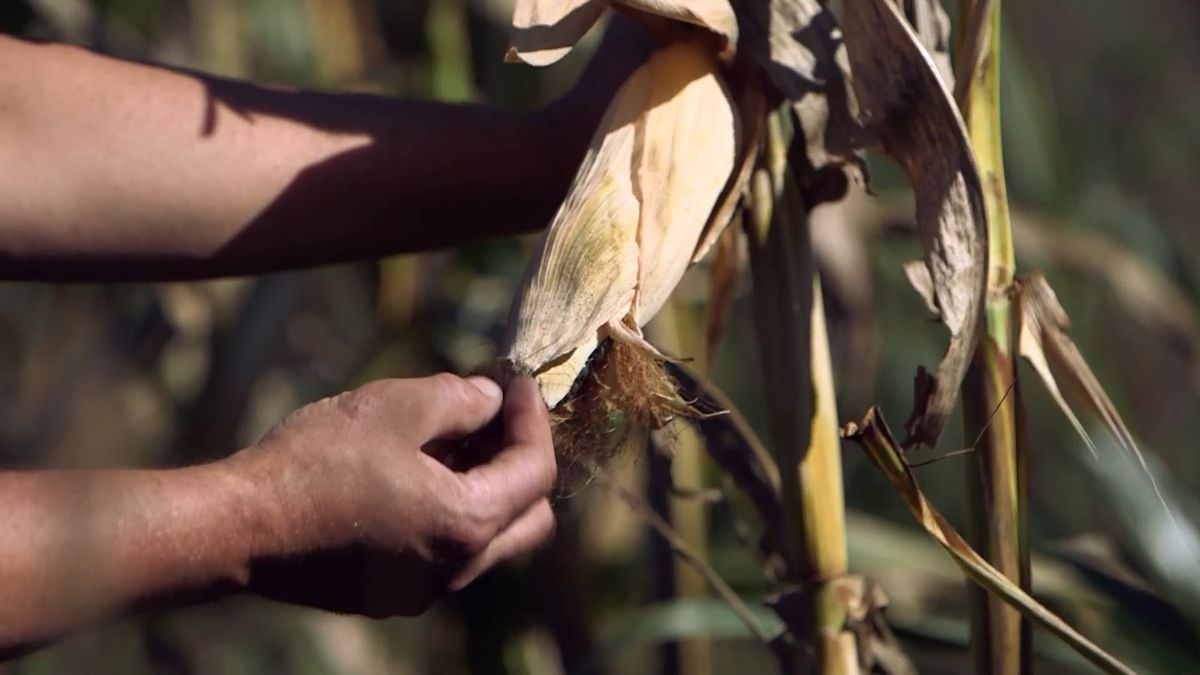 brico 964 3 mijo maiz morado maiz mazorca