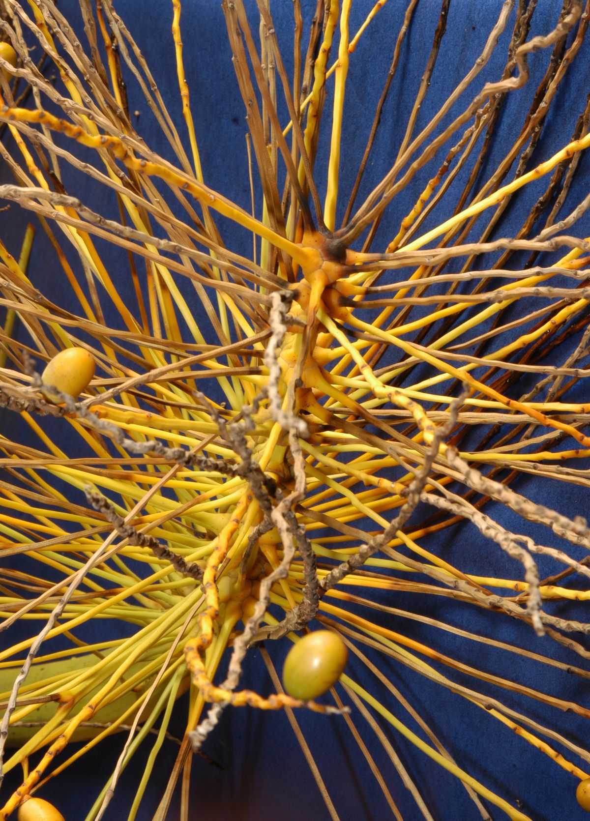 Reproducción de palmeras paso 2