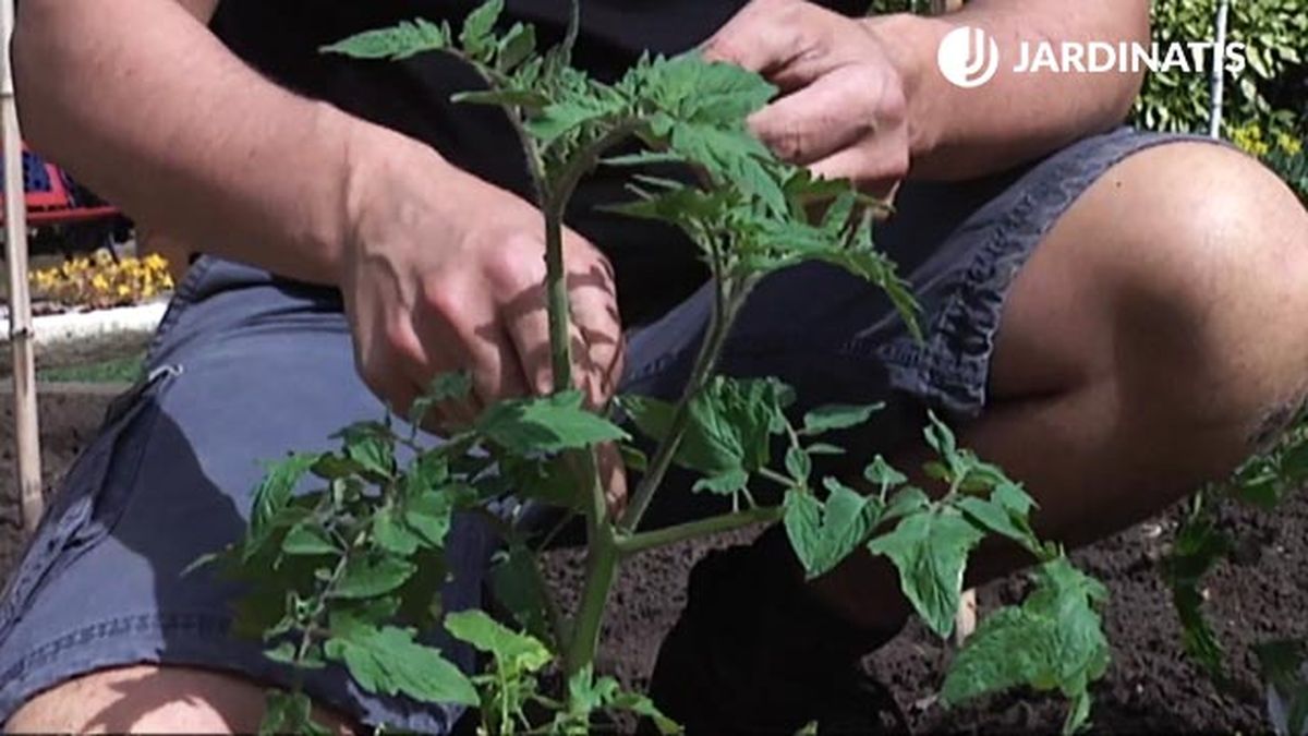 podar tomates antes de plantar en maceteros brico 746