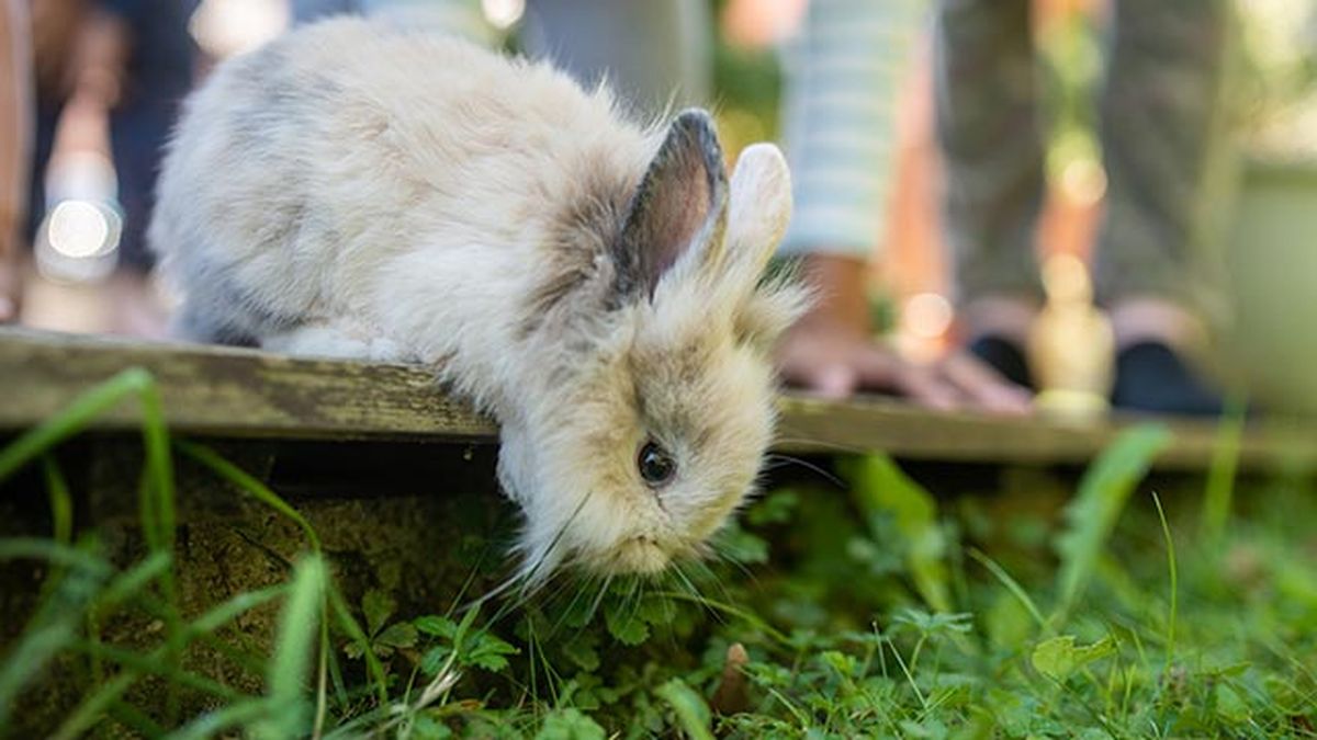 perros comen heces 4